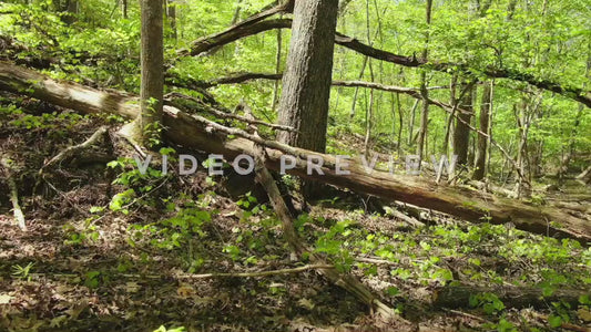 Video - Green forest on hillside during Spring