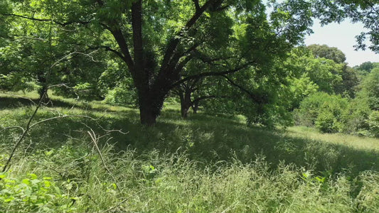 Video - Beautiful flight under orchard trees in green field during summer