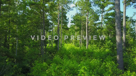 Video - Slow flight through a pine tree forest