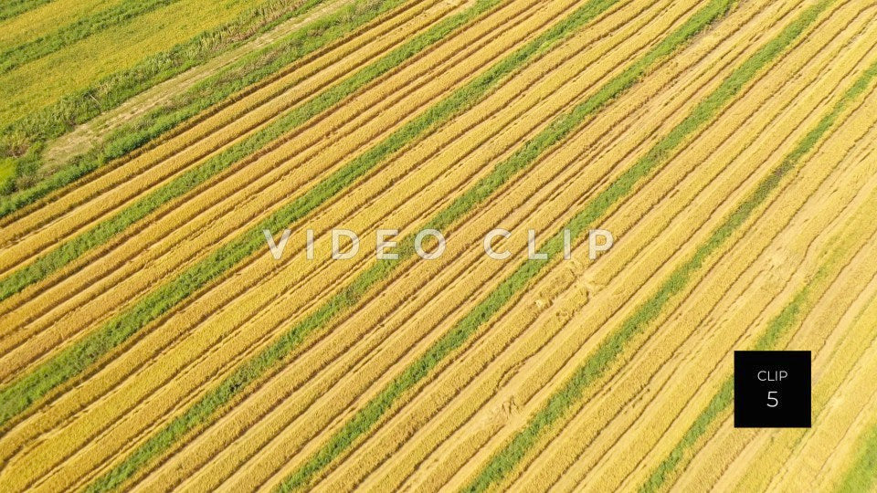 stock video ricefields south carolina steve tanner stock