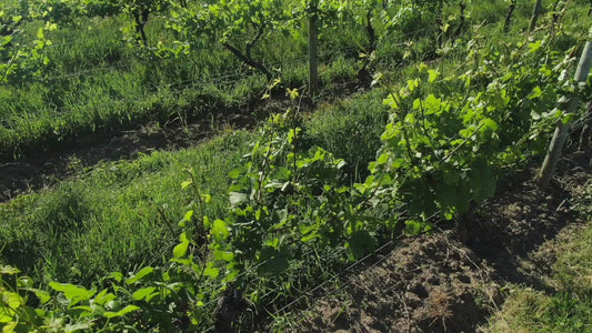 Video - Close flight over vineyard at Fairport New York winery