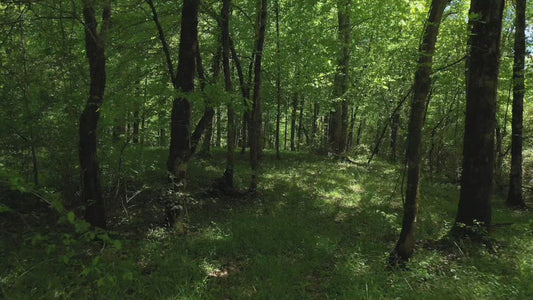 Video - Slowly moving around trees in a fresh green forest during Spring season