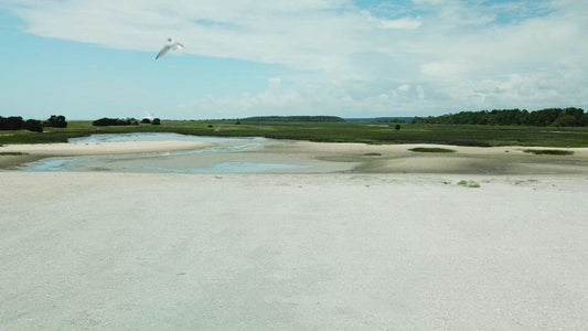 Video - Birds flying past camera above tidal marsh at Huntington Beach State Park in South Carolina