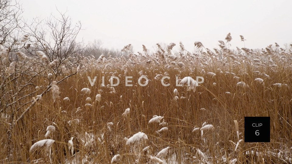 CLIP 6 - Winter ice and snow on wetland marsh reeds in nature area