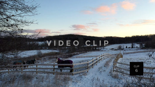 CLIP 6 - Horses in pasture on farm during Winter at sunset