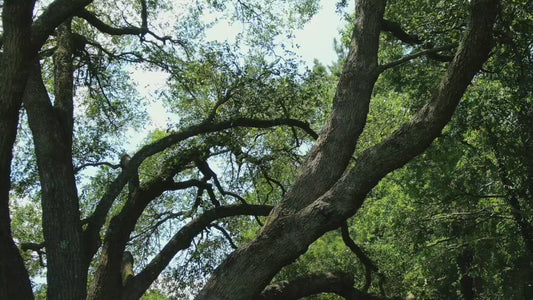 Video - Squirrel in Oak Tree hops from branch to branch