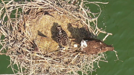 Video - Close up wildlife of male and female Osprey in nest with egg