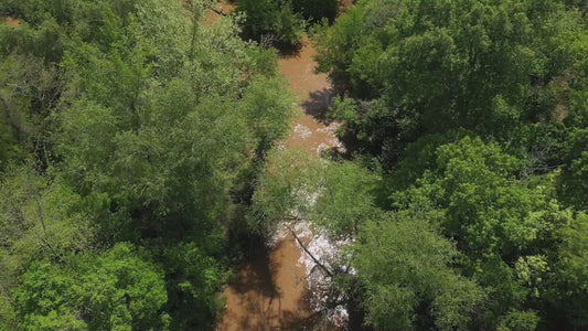 Video - Flooding in forest with Apalachee river flowing around trees