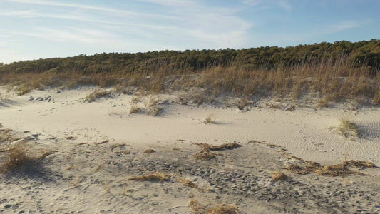 Video - Beautiful sand dunes in afternoon sunlight in South Carolina near Huntington Beach State Park