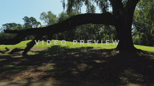 Video - Golf Course slow flight under oak tree past green