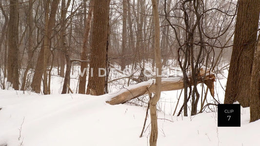 CLIP 7 - Winter dense forest covered in snow