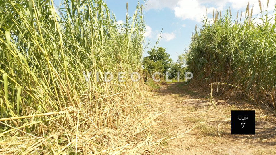 stock video ricefields south carolina steve tanner stock