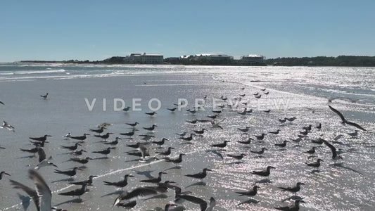 Video - Seagulls in late afternoon sun by the ocean at beach in Pawleys Island, SC