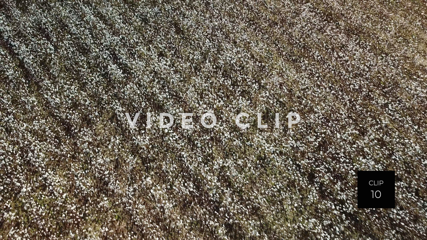 CLIP 10 - South Carolina Cotton Field