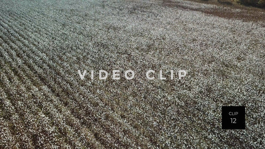 CLIP 12 - South Carolina Cotton Field