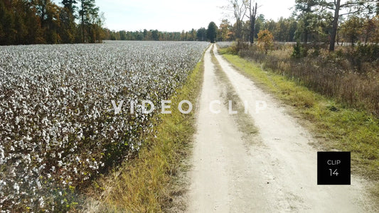 CLIP 14 - South Carolina Cotton Field