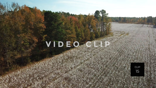 CLIP 15 - South Carolina Cotton Field