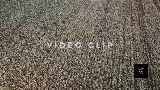 CLIP 16 - South Carolina Cotton Field