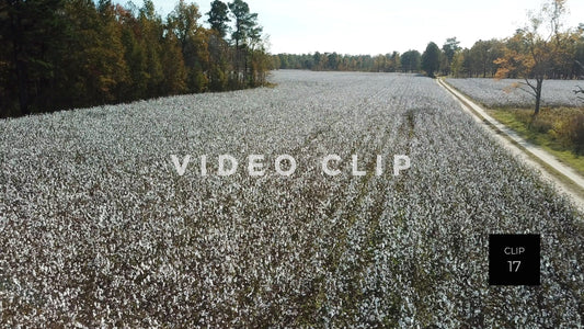 CLIP 17 - South Carolina Cotton Field