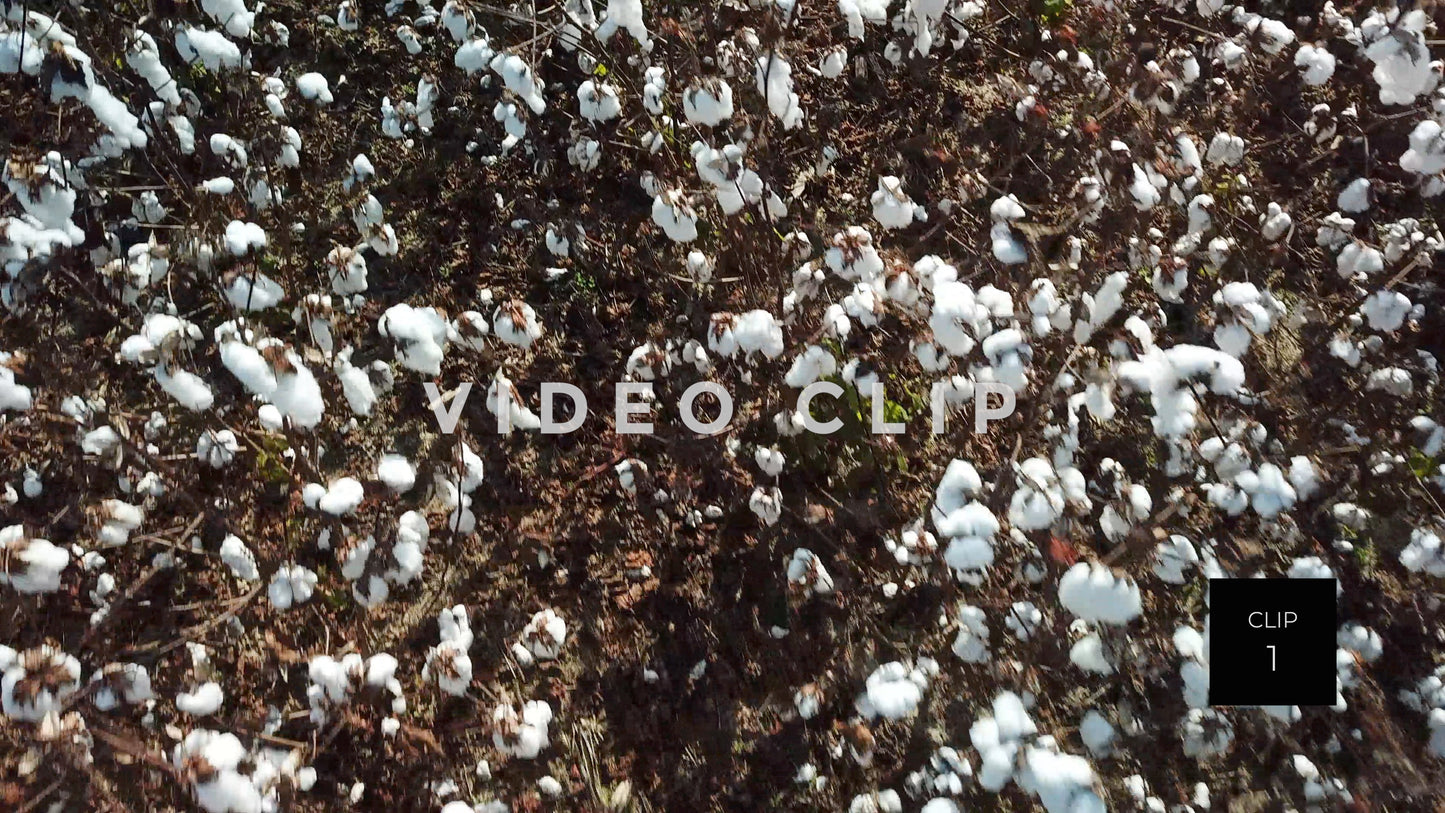 CLIP 1 - South Carolina Cotton Field