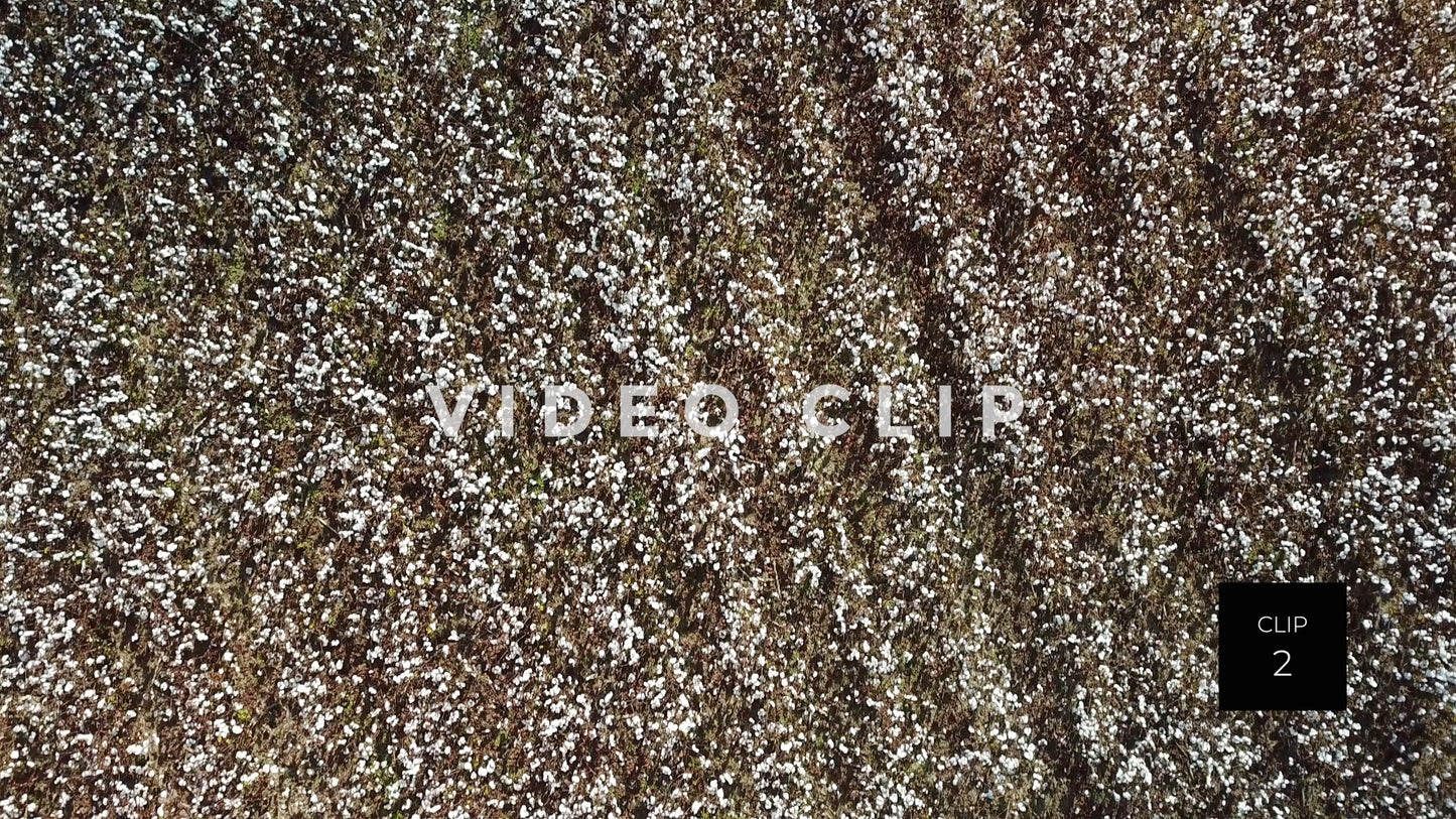 CLIP 2 - South Carolina Cotton Field