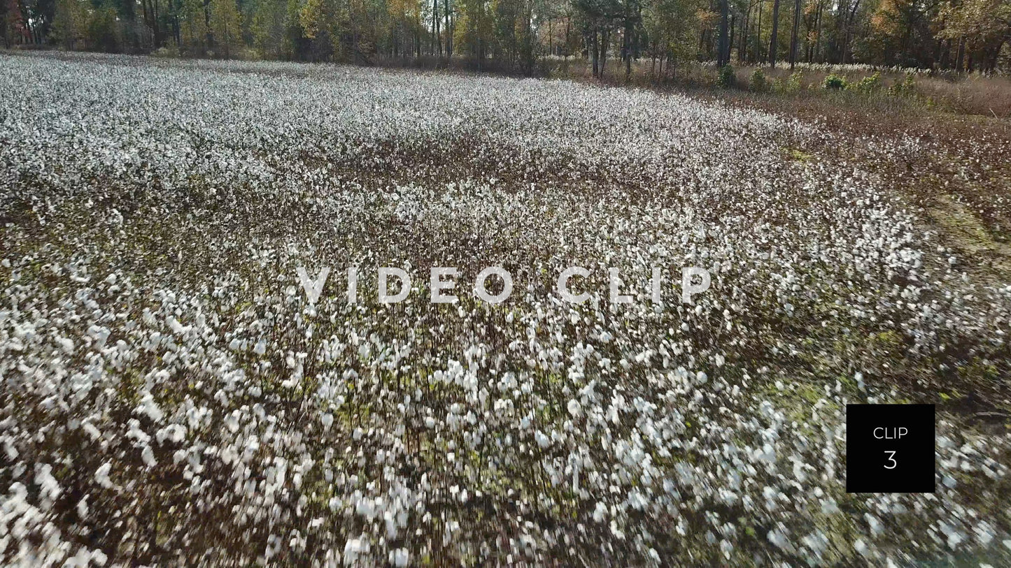 CLIP 3 - South Carolina Cotton Field