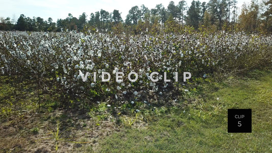 CLIP 5 - South Carolina Cotton Field