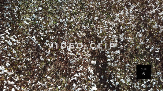 CLIP 6 - South Carolina Cotton Field