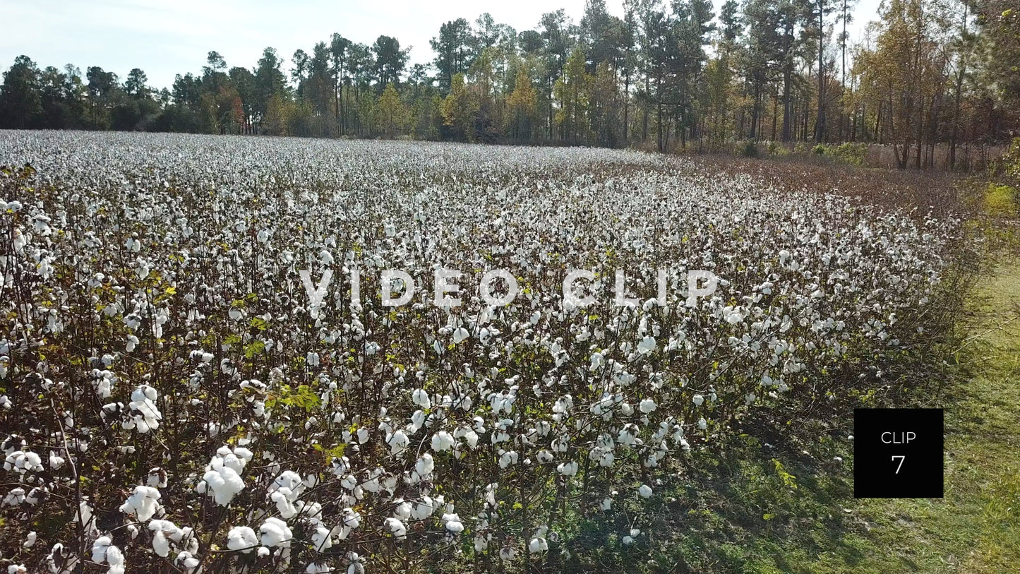 CLIP 7 - South Carolina Cotton Field