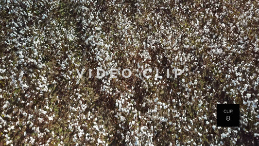 CLIP 8 - South Carolina Cotton Field