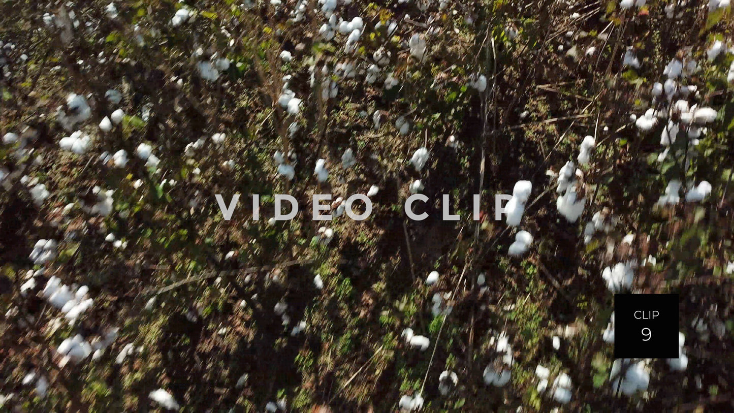 CLIP 9 - South Carolina Cotton Field