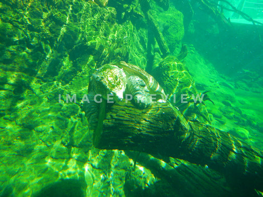 Photo - Alligator snapping turtle in aquatic center