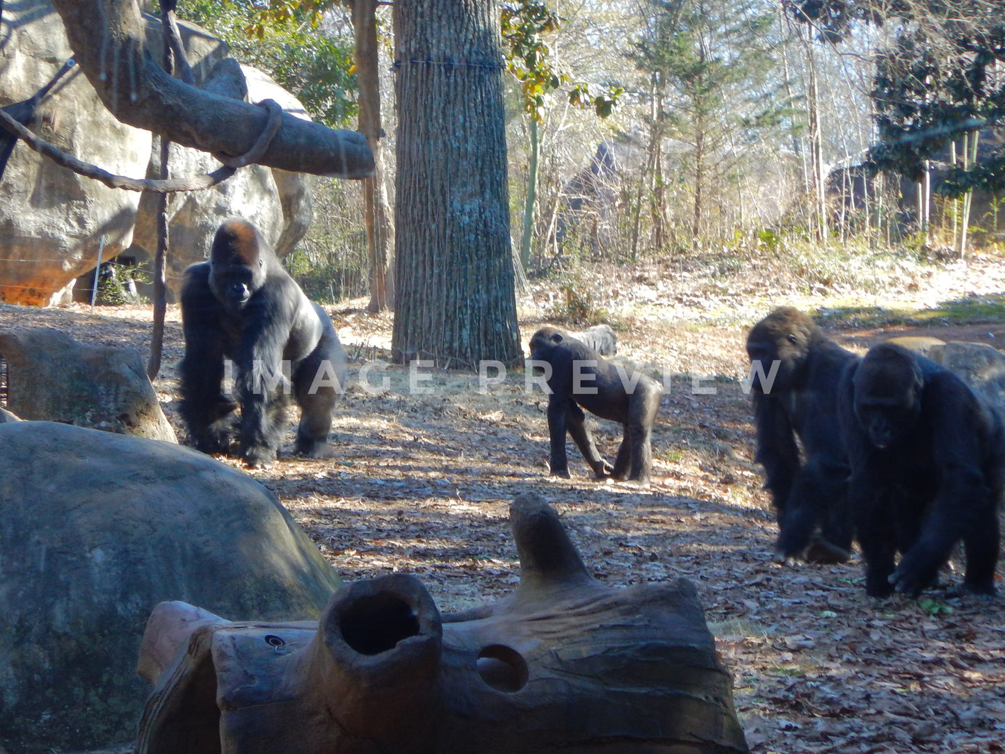 Photo - Gorillas at the zoo