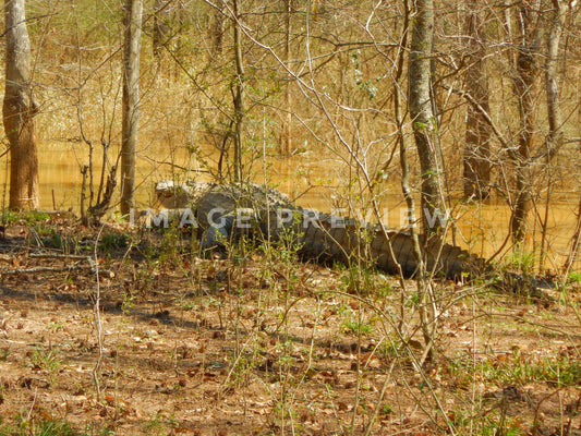 Photo - Alligator beside swamp water in forest