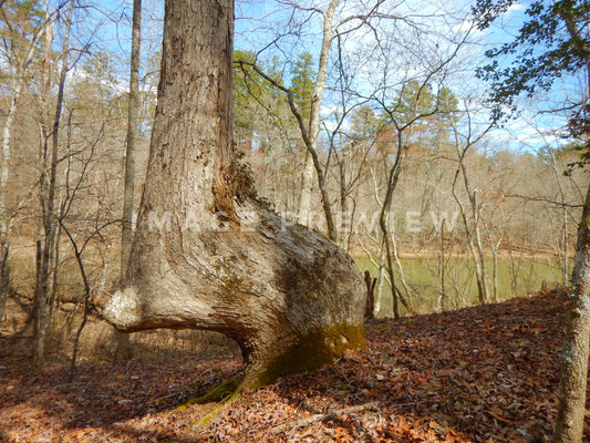 Photo - Bent tree beside lake possible Native American marker tree