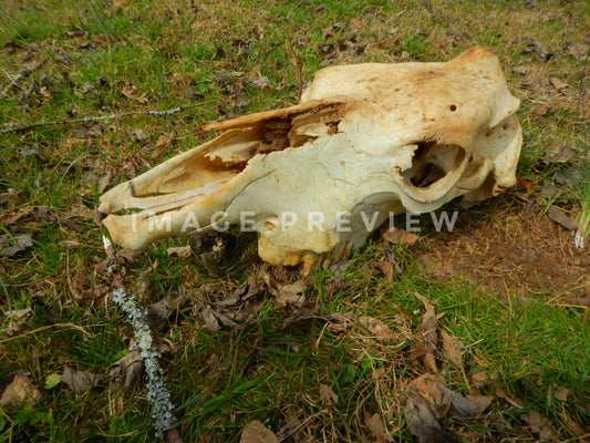 Photo - Cow skull found in farmers field