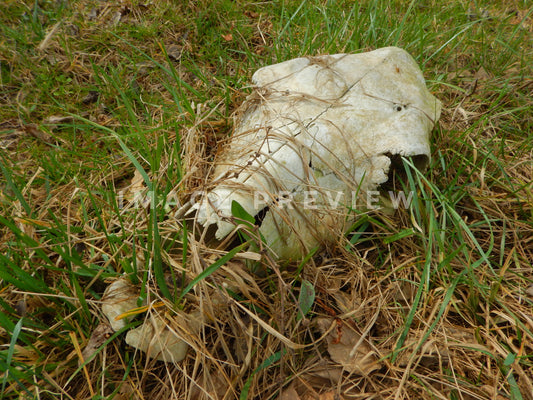 Photo - Cow skull rest in farmers field