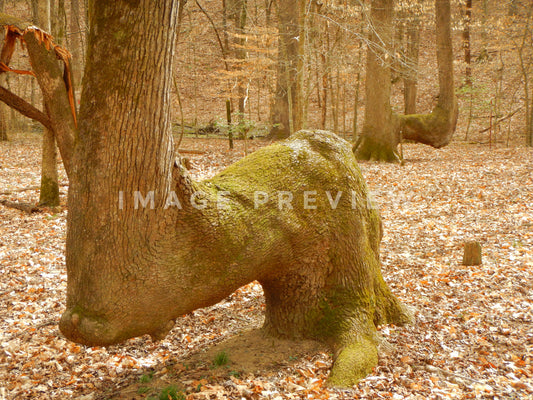 Photo - Possible Native American marker tree in Georgia forest