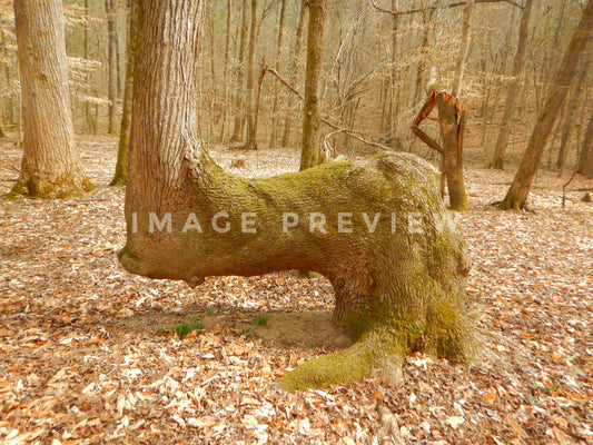 Photo - Possible Native American marker tree in Georgia forest