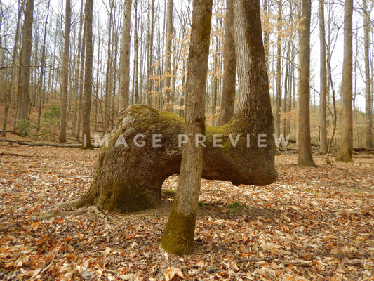 Photo - Possible Native American marker tree in Georgia forest