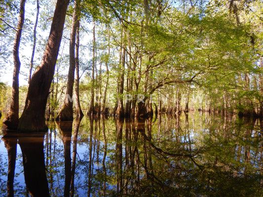 Photo - Beautiful reflections in coastal creek swamp