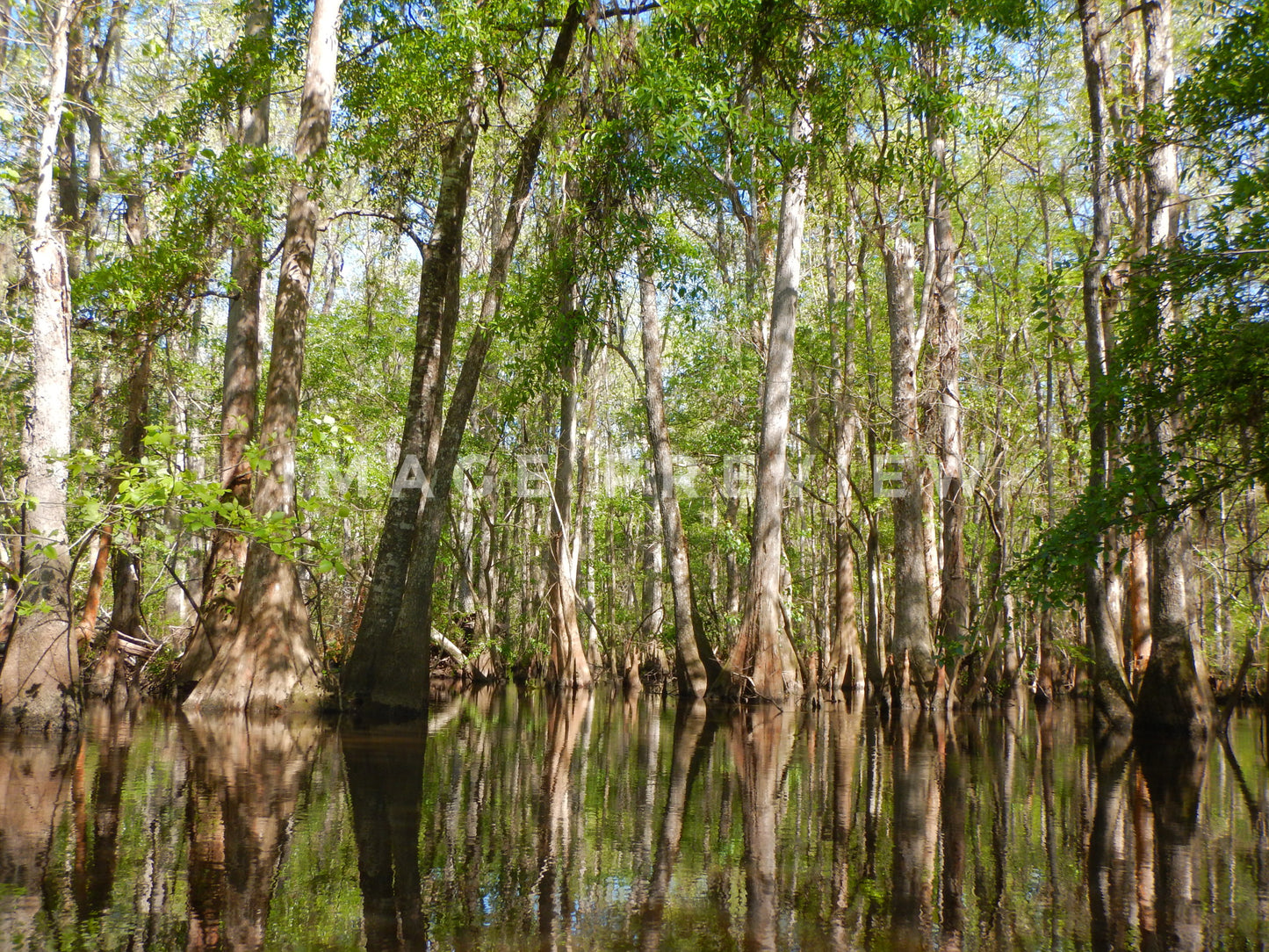 Photo - Cypress trees reflect in still water of peaceful swamp