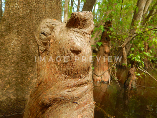 Photo - Cypress knee in southern river swamp