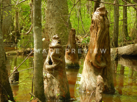 Photo - Interesting shape of cypress knees in swamp