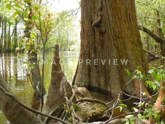 Photo - Cypress tree with knee growing in southern swamp