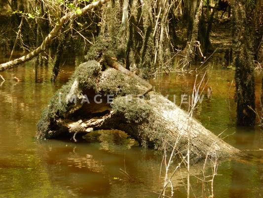 Photo - Water snake on fallen tree in southern swamp