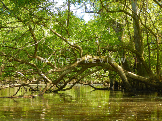 Photo - Trees by river bank bend over the water