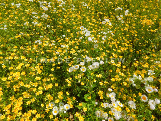 Photo - Spring wild flowers growing in a field