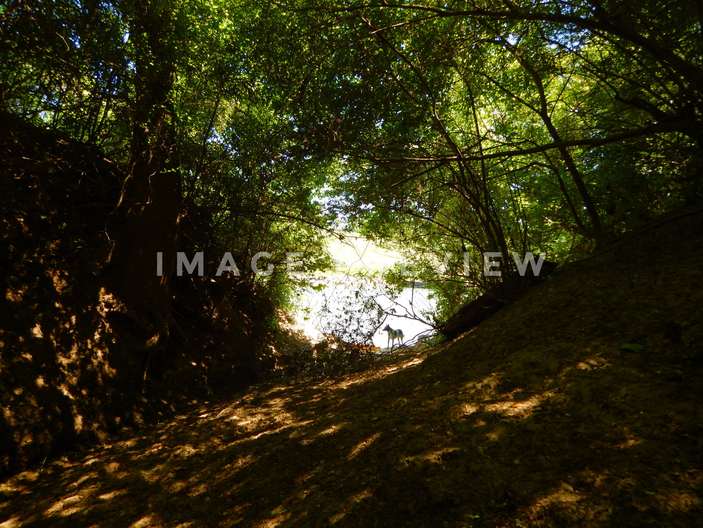 Photo - Dog stands in clearing in woods by river