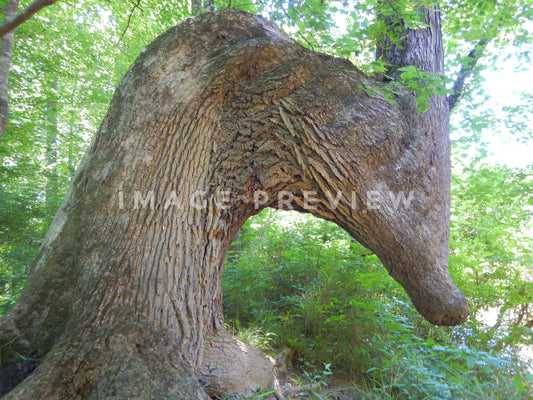 Photo - Possible native American marker tree in Southern forest